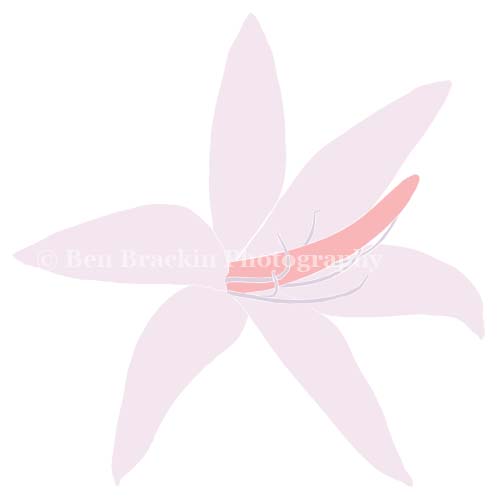 White and Magenta Star. by Ben Brackin